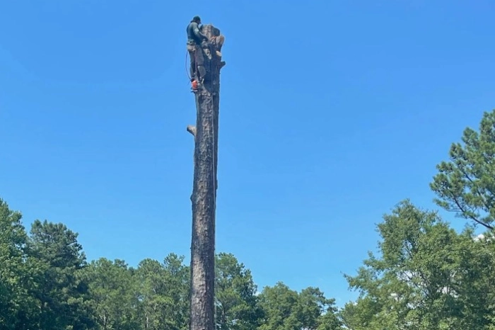 Tree Cutting Services