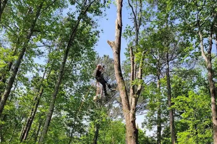 Tree Expert in Carrollton, GA