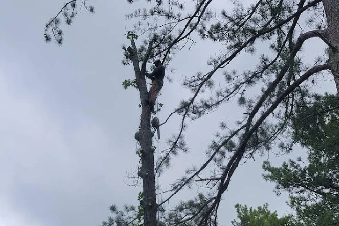 Tree Trimming