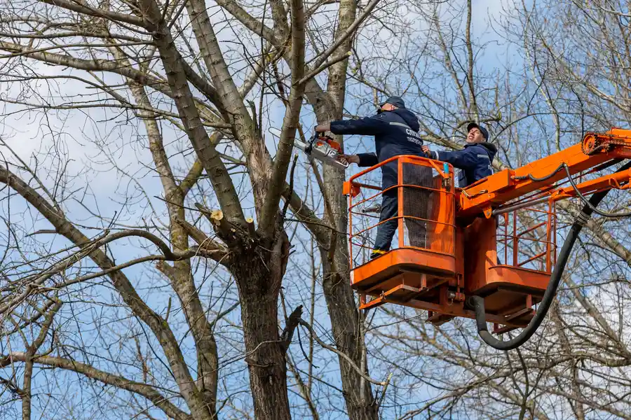 Expert Tree Removal Service Carrollton, GA Expert Tree Removal Service Carrollton, GA
