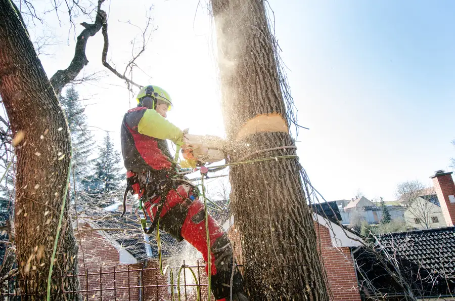 Premium Tree Cutting Services Carrollton, GA Premium Tree Cutting Services Carrollton, GA