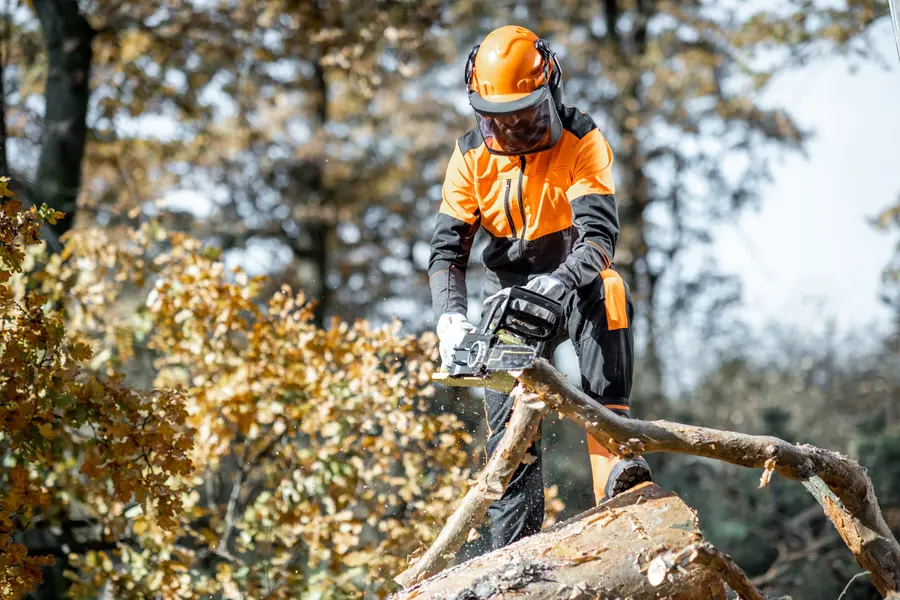 The Role Of Tree Cutting In Managing Overgrown Branches Carrollton, GA The Role Of Tree Cutting In Managing Overgrown Branches Carrollton, GA