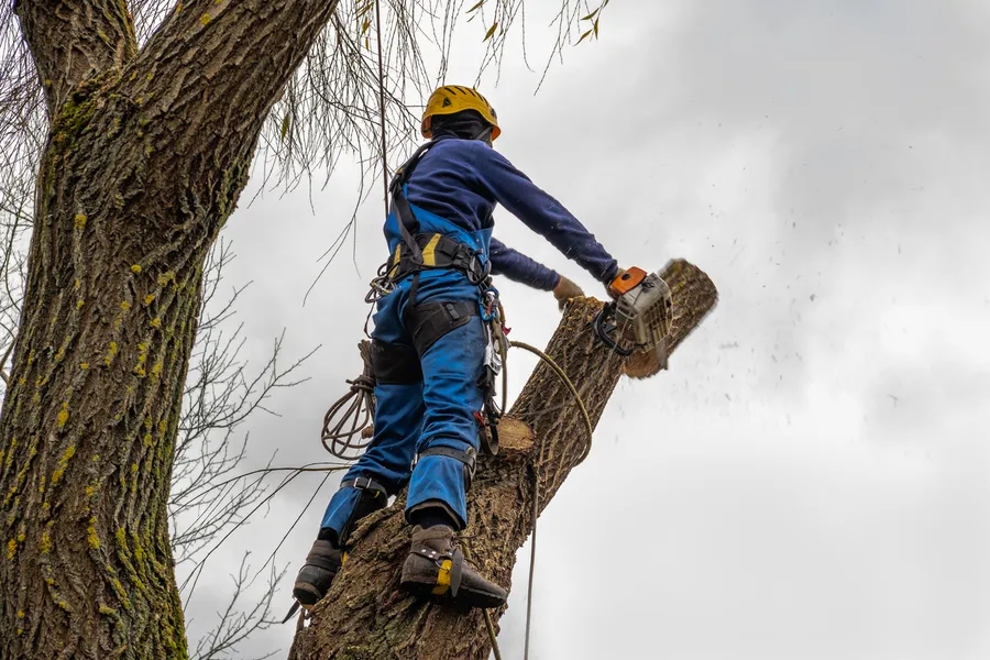 Top-rated Tree Cutting Services Carrollton, GA Top-rated Tree Cutting Services Carrollton, GA