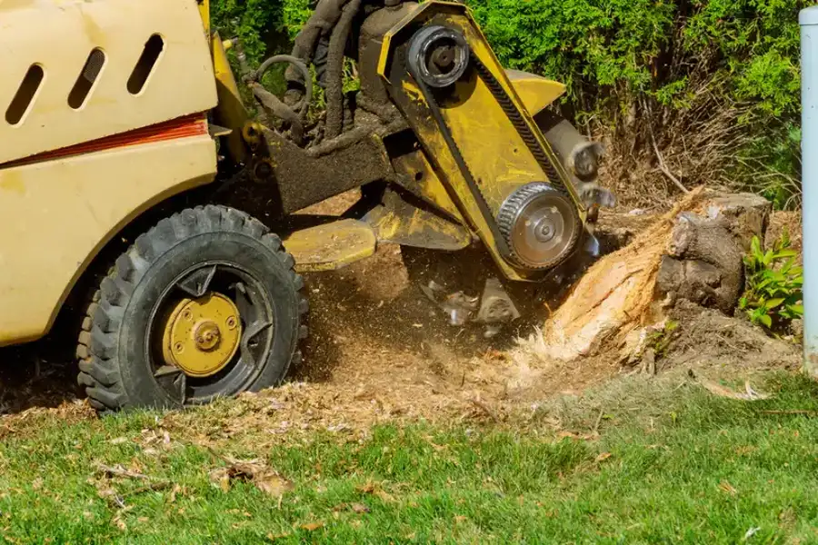 When Should You Consider Tree Stump Grinding Services Carrollton, GA When Should You Consider Tree Stump Grinding Services Carrollton, GA