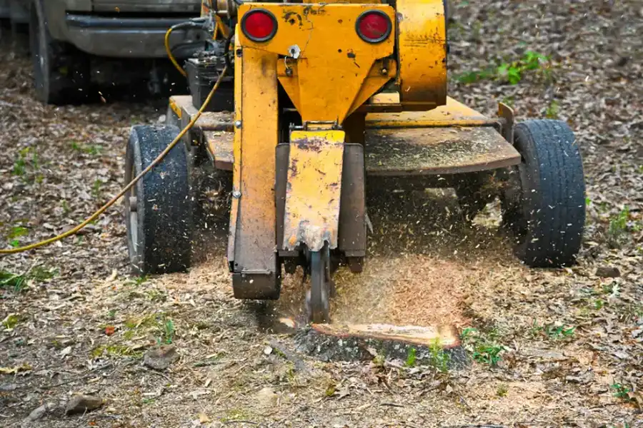 When Should You Consider Tree Stump Grinding Services in Carrollton, GA When Should You Consider Tree Stump Grinding Services in Carrollton, GA
